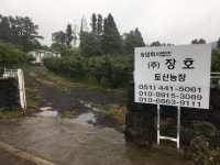 트리디비 - 감귤(밀감)나무 판매합니다. 트리디비(treedb)