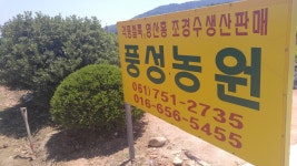 트리디비 - 꽝꽝나무 생산 판매합니다. 트리디비(treedb)