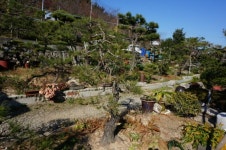 트리디비 - [부산]소나무 조형목 확실 합니다 트리디비(treedb)