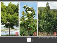 트리디비 - ☆ ★ ☆ ★전국최대규모 난대수종 농장☆ ★ ☆ ★ 트리디비(treedb)