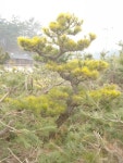 트리디비 - 황금소나무 묘목, 중목, 성목을 염가 판매합니다. 트리디비(treedb)