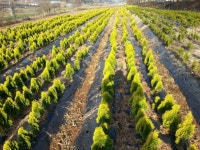 트리디비 - 수양단풍,청단풍,영산홍,자산홍,백철쭉,산철쭉,왕벚,오엽송,가이스까향판매