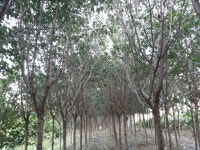 트리디비 - 이팝 가져가실분 모십니다.^_^ 트리디비(treedb)