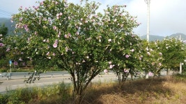 트리디비 - 무궁화 가로수형및 정원수 등 묘목 판매합니다 트리디비(treedb)