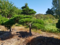 트리디비 - 조형소나무 정원수 트리디비(treedb)