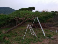 트리디비 - 정원수 가부리 소나무 정원수 트리디비(treedb)