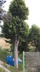 트리디비 - 목련고부시40-50점 트리디비(treedb)