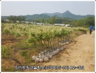 트리디비 - 중국단풍3년생H1.5~2.0, 공작단풍R2~4, 사과대추R10~12,외 조경수 다량보유 트리디비(treedb)