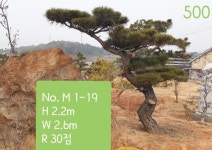 트리디비 - 조형특수목 판매합니다. --- 우림농원 트리디비(treedb)