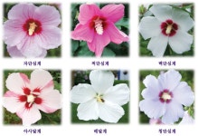 트리디비 - 무궁화 (홍단심.백단심 . 배달계  가로수형 정원수 묘목 판매합니다 트리디비(treedb)