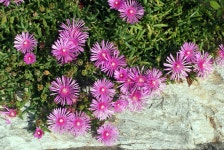 생태공원 입구길가에 솔잎채송화