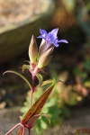 용담 용담, Gentiana scabra Bunge for. scabra 상세내용