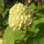 착한가격 나무묘목 나무생각 착한가격 나무묘목  나무생각