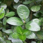 착한가격 나무묘목 나무생각 착한가격 나무묘목  나무생각