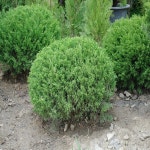 착한가격 나무묘목 나무생각 착한가격 나무묘목  나무생각