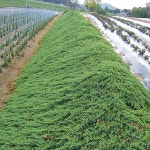 착한가격 나무묘목 나무생각 착한가격 나무묘목  나무생각