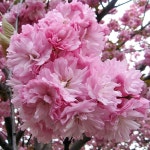 착한가격 나무묘목 나무생각 착한가격 나무묘목  나무생각