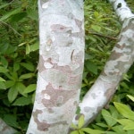 착한가격 나무묘목 나무생각 착한가격 나무묘목  나무생각