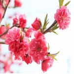 착한가격 나무묘목 나무생각 착한가격 나무묘목  나무생각