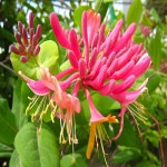 착한가격 나무묘목 나무생각 착한가격 나무묘목  나무생각