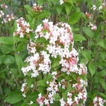 착한가격 나무묘목 나무생각 착한가격 나무묘목  나무생각