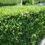 착한가격 나무묘목 나무생각 착한가격 나무묘목  나무생각