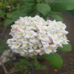 착한가격 나무묘목 나무생각 착한가격 나무묘목  나무생각