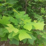 착한가격 나무묘목 나무생각 착한가격 나무묘목  나무생각