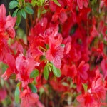 착한가격 나무묘목 나무생각 착한가격 나무묘목  나무생각