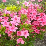 착한가격 나무묘목 나무생각 착한가격 나무묘목  나무생각