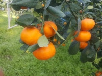 착한가격 나무묘목 나무생각 착한가격 나무묘목  나무생각