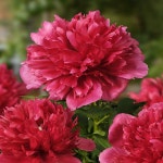 착한가격 나무묘목 나무생각 착한가격 나무묘목  나무생각