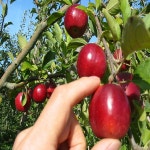 착한가격 나무묘목 나무생각 착한가격 나무묘목  나무생각