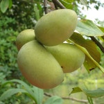 착한가격 나무묘목 나무생각 착한가격 나무묘목  나무생각