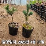 착한가격 나무묘목 나무생각 착한가격 나무묘목  나무생각