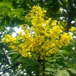 착한가격 나무묘목 나무생각 착한가격 나무묘목  나무생각