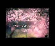 (글보기)2018안평면 복숭아밭풍경 | 포토갤러리 | 미디어 의성 | 활력넘치는 희망의성 | 의성군 의성군청, 의성군, 의성, 군청, Uiseong