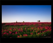 (글보기)금성조문국작약밭 | 포토갤러리 | 미디어 의성 | 활력넘치는 희망의성 | 의성군 의성군청, 의성군, 의성, 군청, Uiseong