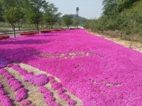 (글보기)천제공원 자연장지(3) | 포토갤러리 | 미디어 의성 | 활력넘치는 희망의성 | 의성군 의성군청, 의성군, 의성, 군청, Uiseong