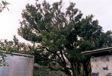 Gwangryeong Mandarin Trees - VISIT JEJU