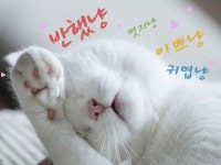 냥스타그램 들여다보니 어느새 나도 애묘인 [스토리텔링] | 비주얼다이브