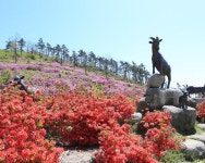 약산 삼문산 진달래 공원 - 완도군 약산 삼문산 진달래 공원