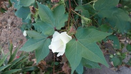 목화꽃 > 꽃,꽃받침 | 야생화를 사랑하는 사람들의 모임-야사모 야시모