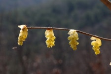 히어리(Korean winter hazel) > 우리동네 야생화 | 야생화를 사랑하는 사람들의 모임-야사모 야시모