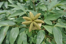 모란 > 씨앗, 열매 | 야생화를 사랑하는 사람들의 모임-야사모 야시모