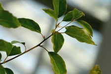 녹나무 > 잎, 줄기 | 야생화를 사랑하는 사람들의 모임-야사모 야시모