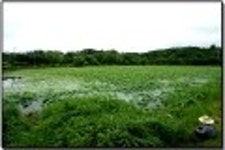         커뮤니티 > 포토갤러리 > 연밭 사이로..     커뮤니티 > 포토갤러리 > 연밭 사이로..