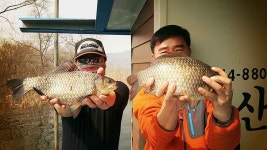 유료터정보 > 유료터조황 > (송전지 오산집)  41.5 cm ~~~