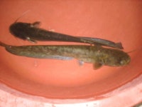 커뮤니티 > 자유게시판 > 메기 사진.