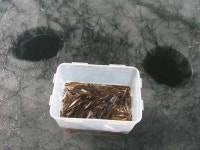         조황/조행기 > 습작 조행기 > 판곡지 빙어     조황/조행기 > 습작 조행기 > 판곡지 빙어